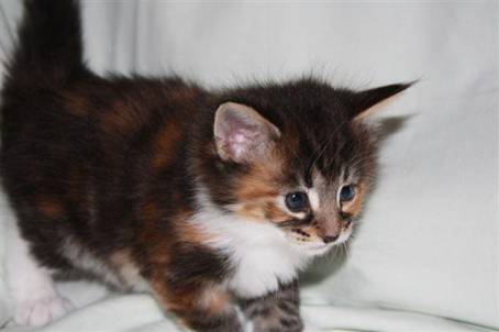 feline5