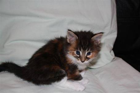 feline4