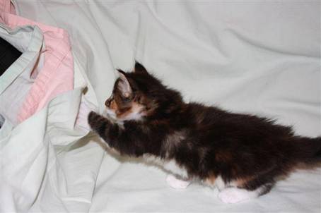 feline2