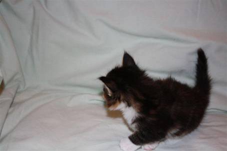 feline