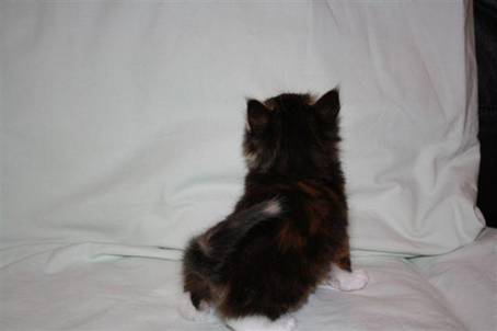 feline10
