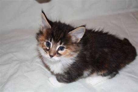 feline3