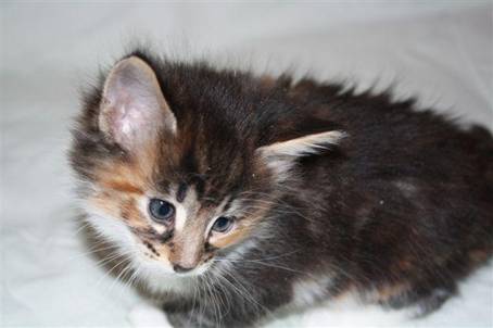 feline2