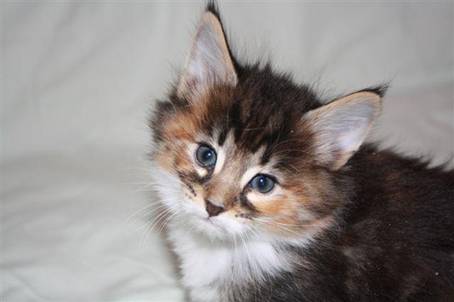 feline1