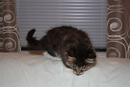 Feline_026