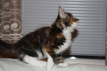 Feline_025