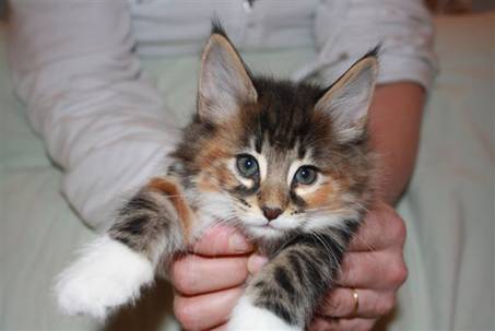 Feline_015