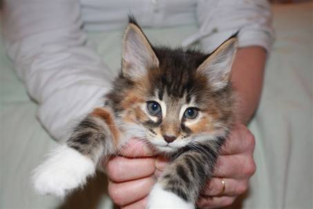 Feline_014