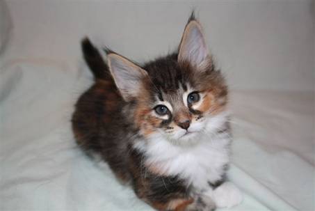Feline_3