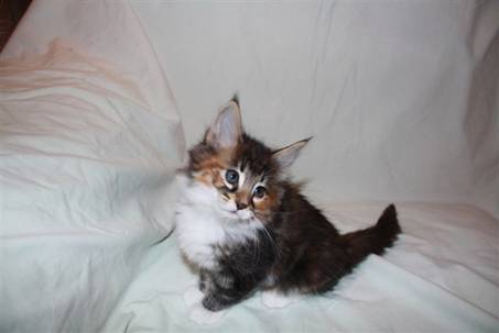 Feline_2