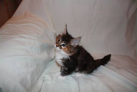 Feline_1