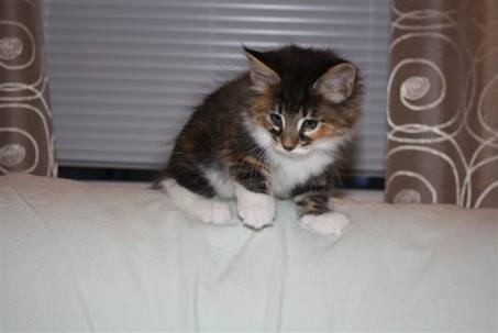 Feline_028
