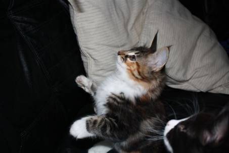 Feline_018