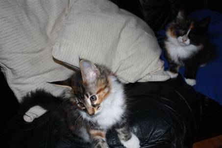 Feline_017