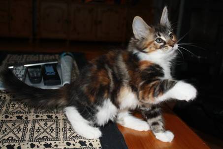 Feline_014