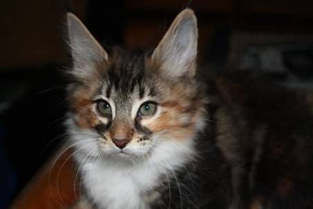 Feline_013