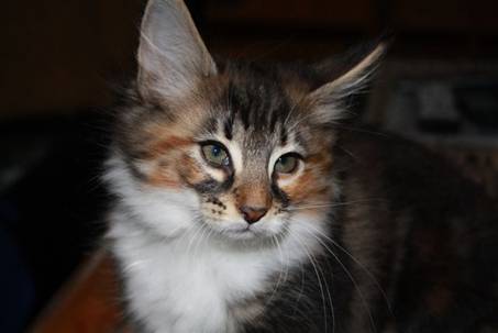 Feline_012