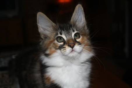 Feline_011