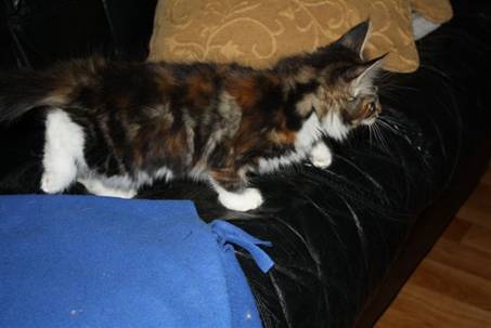 Feline_008