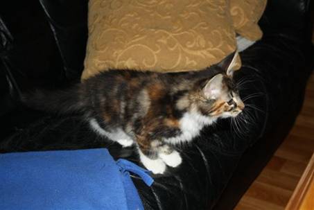 Feline_006