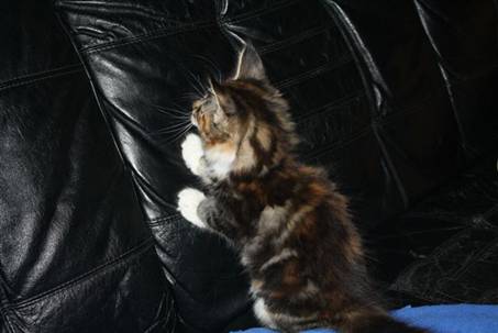 Feline_005