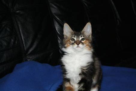 Feline_003