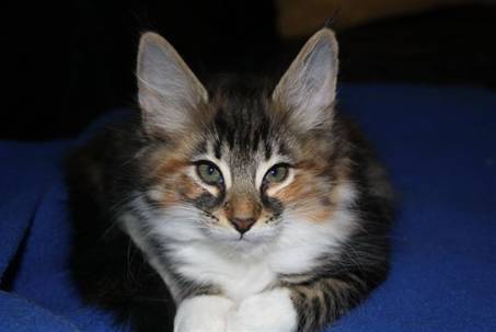 Feline_001
