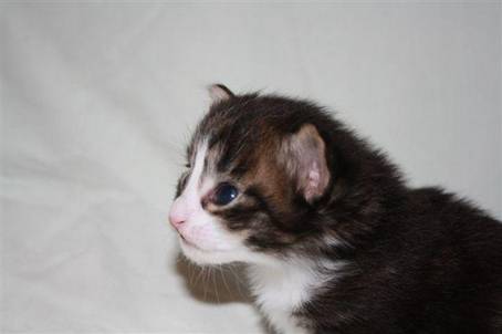 felix5