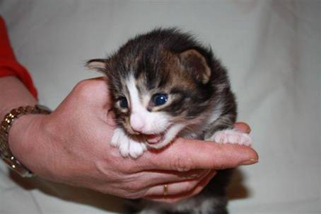 felix