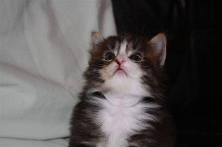 felix5