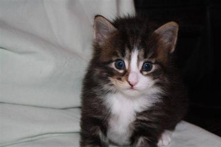 felix3