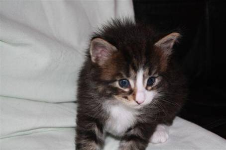 felix2