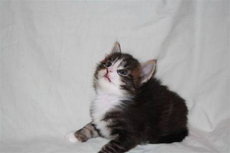 felix3