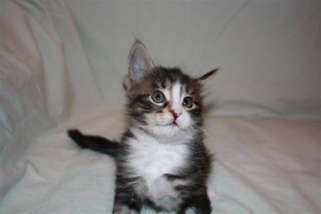 Felix_037