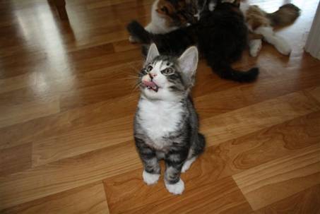 Felix_006