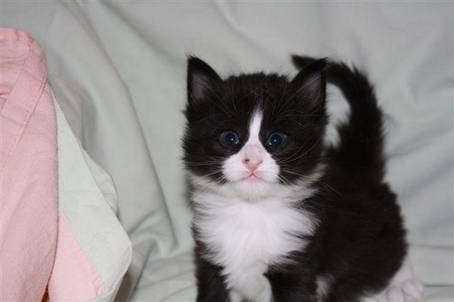 ferdinand4