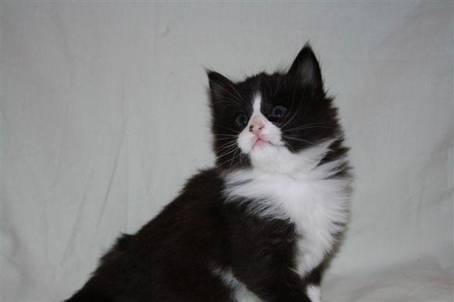 ferdinand2