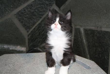 Ferdinand_056