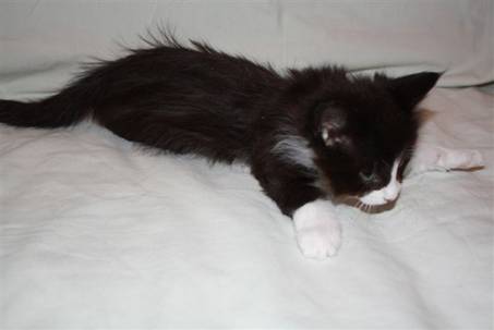 Ferdinand_048
