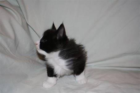 Ferdinand_044
