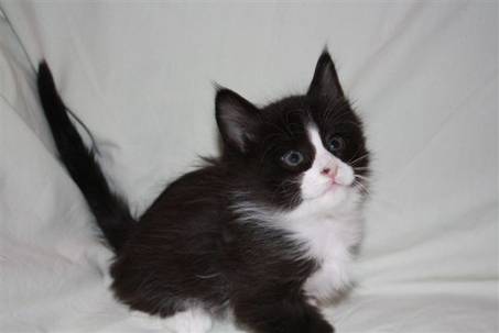 Ferdinand_042