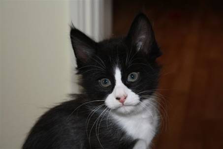 Ferdinand_012