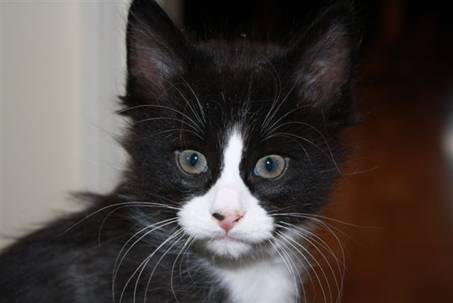 Ferdinand_010