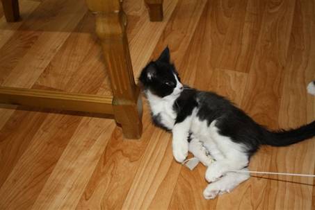 Ferdinand_005