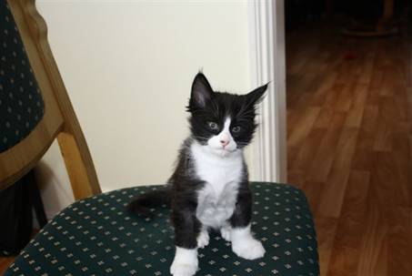 Ferdinand_003