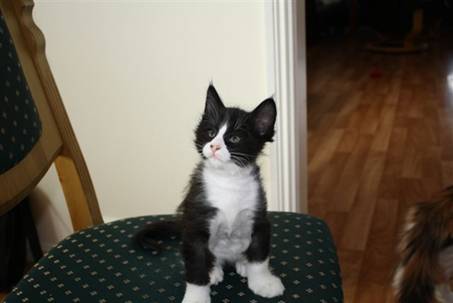 Ferdinand_001