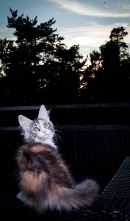 20100722_j-kull_22jul2010_010