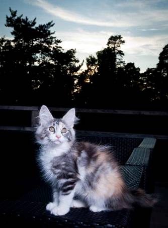 20100722_j-kull_22jul2010_008