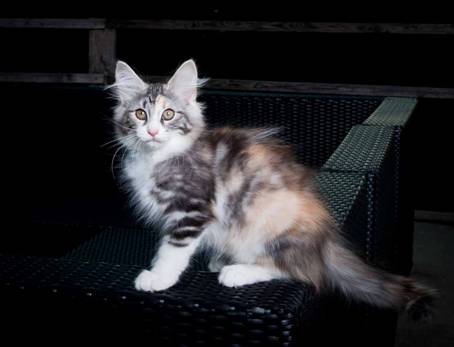 20100722_j-kull_22jul2010_006