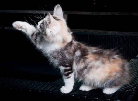 20100722_j-kull_22jul2010_005